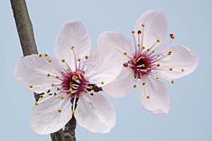 Pressentia - Flores de cerezo